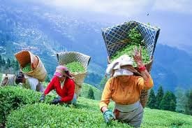 DARJEELING Hills & Tea Garden Tour - Image 6
