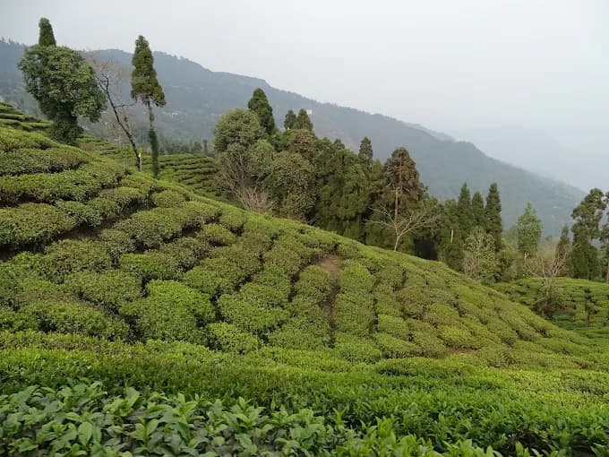 Peshok Tea Gardens (Peshok Tea Estate)