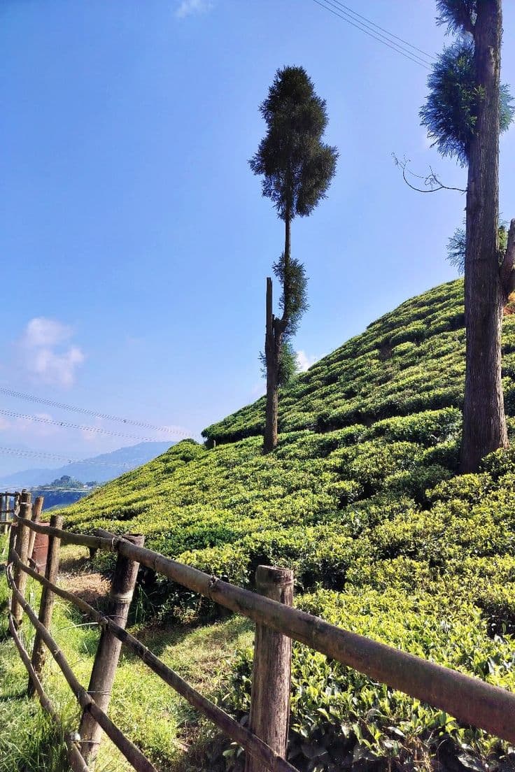Mirik (Sumendu Lake & Surroundings)